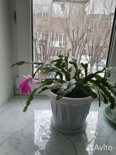 Декабрист цветущий