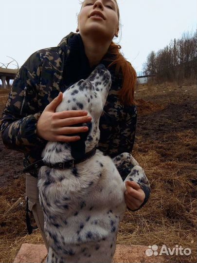 Выгул собак