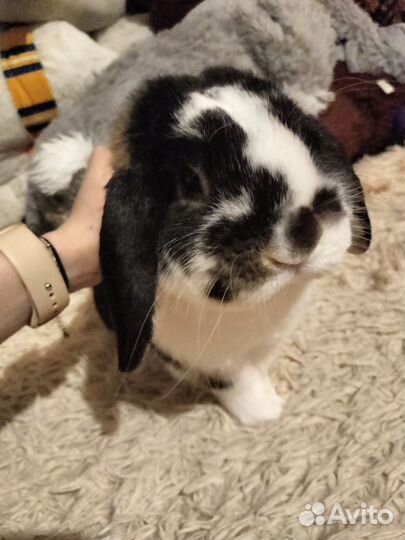 Карликовый декоративный вислоухий кролик