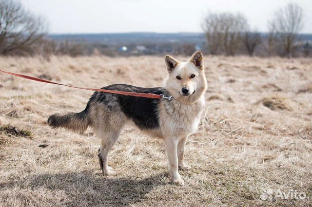 Собака из приюта в добрые руки бесплатно