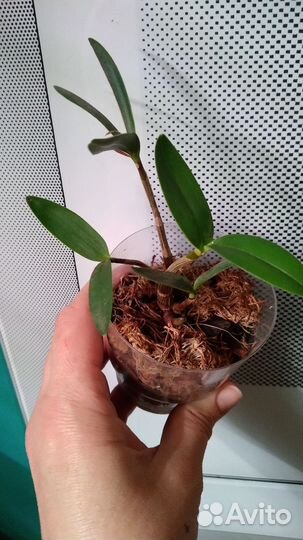 Дендробиум Кинга