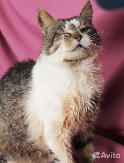 Мечтает стать домашним любимчиком