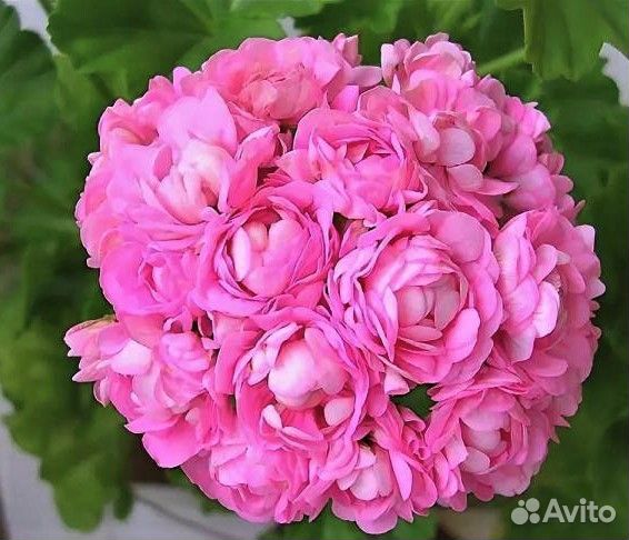 Пеларгонии (Герани) сортовые