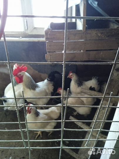 Куры петухи