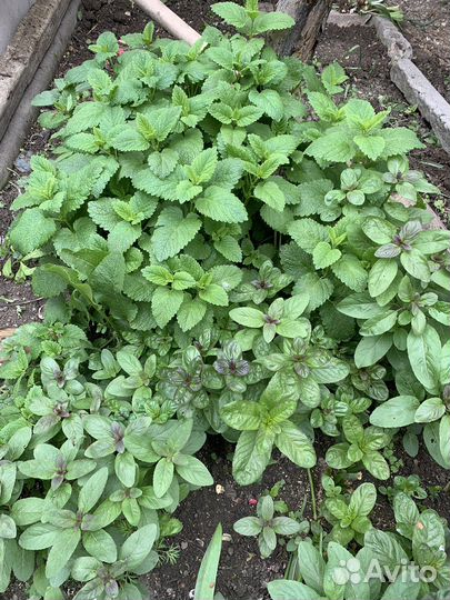 Садовые цветы и растения