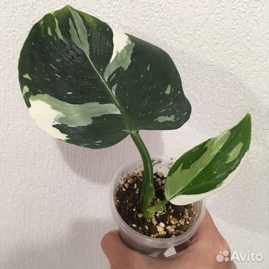 Филодендрон Вайт Визард (White Wizard)