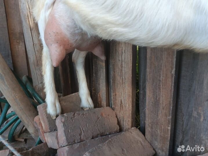 Дойная коза