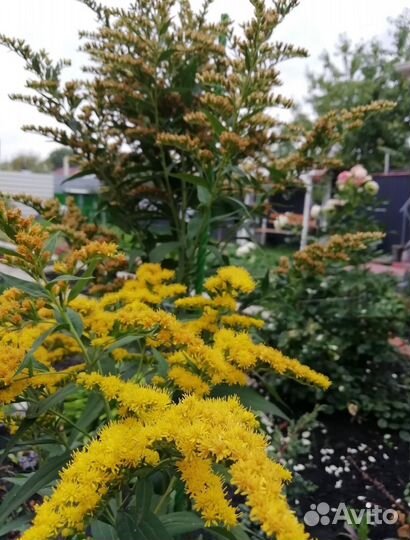 Многолетние цветы