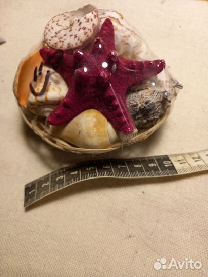Ракушка, набор ракушек, магнитики на холодильник