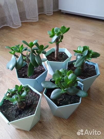 Толстянка Денежное дерево Крассула