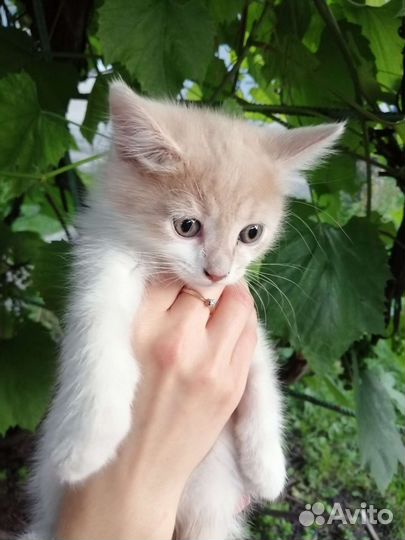 Кошка добрые руки