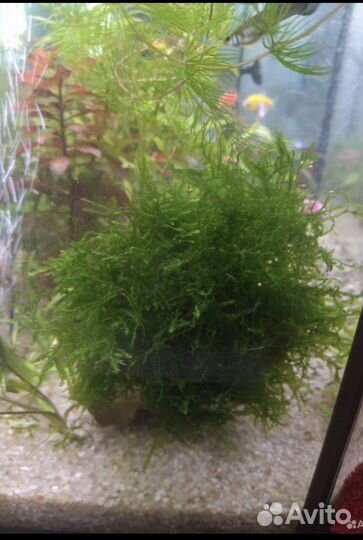 Мох яванский