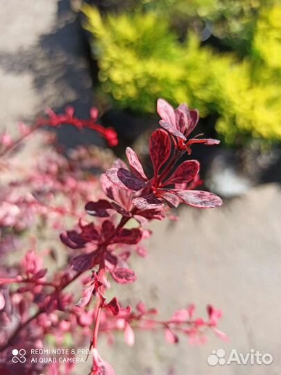 Барбарис арлекин