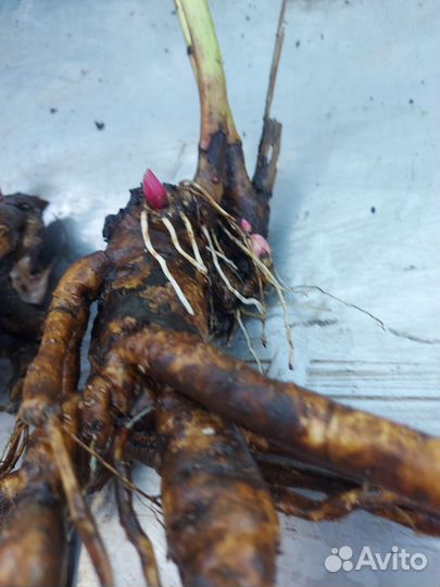 Пион Empire state