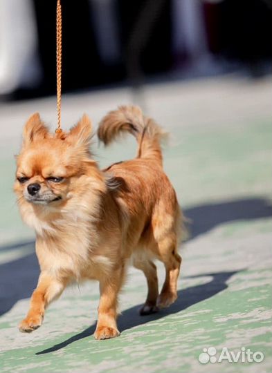 Вязка кобель чихуахуа