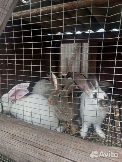 Мясо кролика