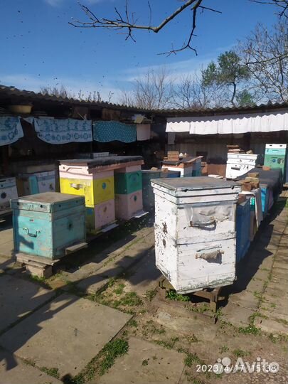 Пчелы и улья