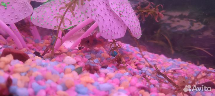 Аквариум с рыбками