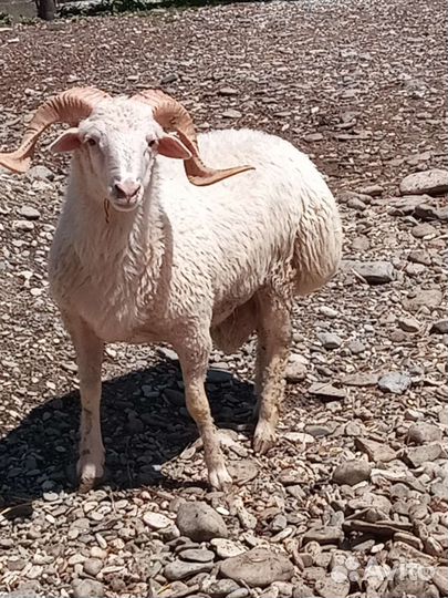 Бараны и бычки