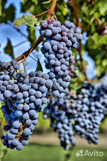 Виноград на вино