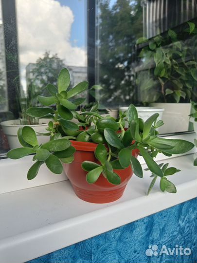 Суккуленты взрослые растения