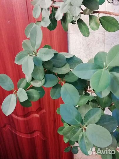 Фикус формоза