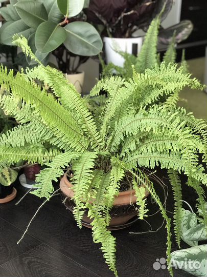 Папоротники нефролепис