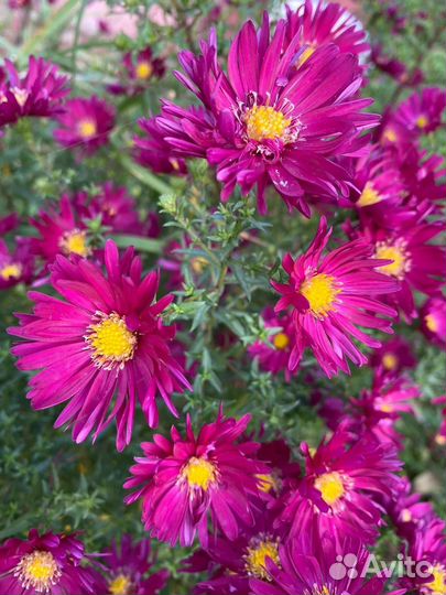 Астры многолетние