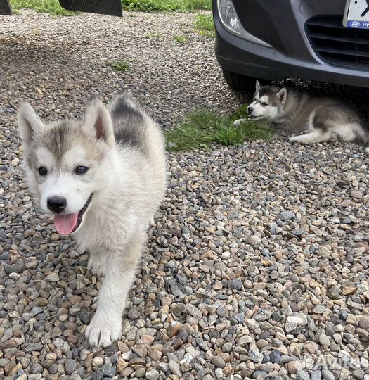 Щенки сибирской хаски 3 девочки 1 мальчик