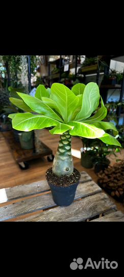 Brighamia lns Hawaii растение