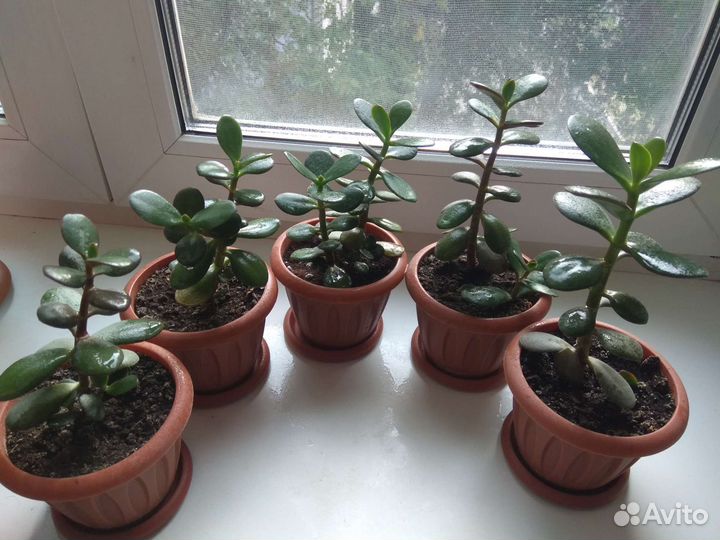 Комнатные цветы(денежн.дерево)