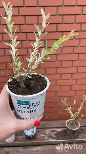 Ива цельнолистная Хакуро Нишики зкс, окс