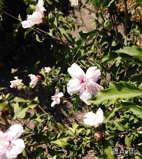 Декоративные кусты