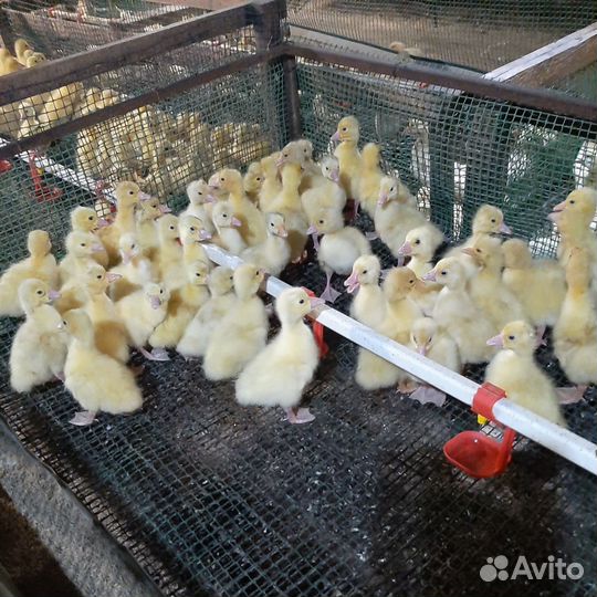 Гусята и утята