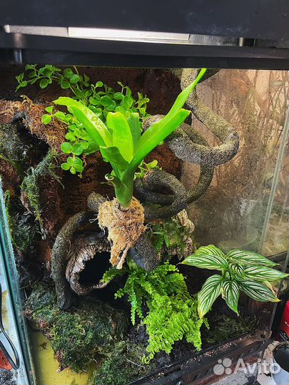 Террариум на заказ