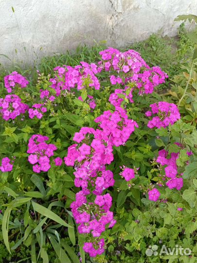 Многолетние растения,флоксы,хосты, папоротник