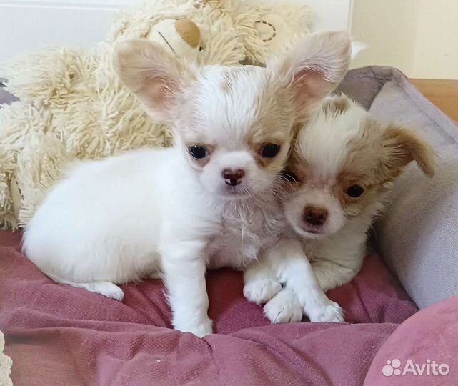 Ромашка. Мини мальчик чихуахуа