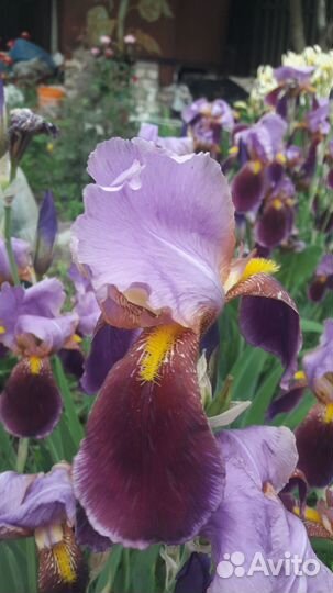 Цветы садовые многолетники разные, Солнечный-2