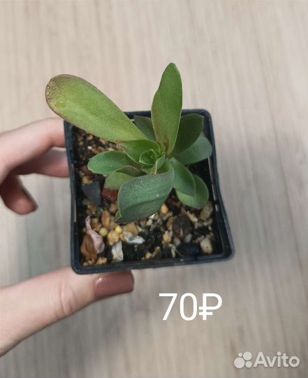 Редкие суккуленты