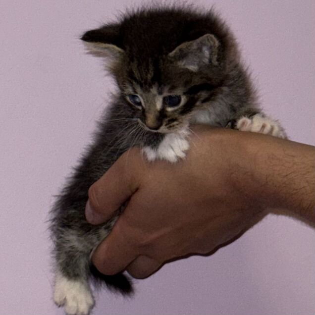 Котёнок в добрые руки