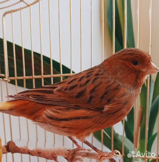 Канарейка кенар