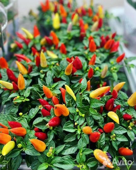 Острый перец в горшке