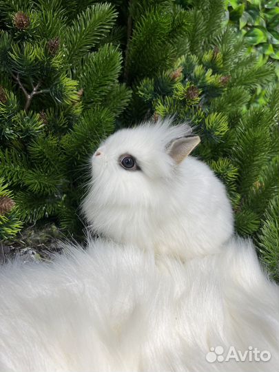 Ручные кролики царские