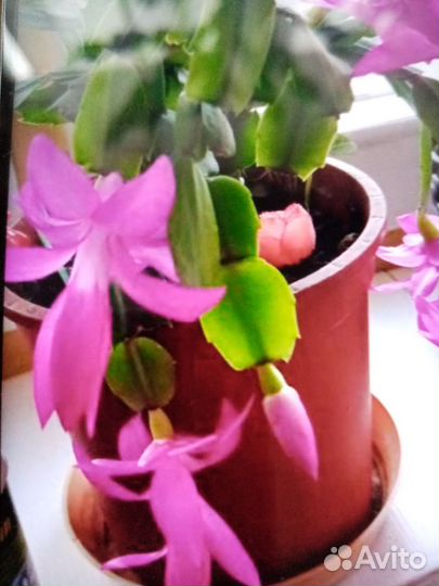 Декабрист - розовый