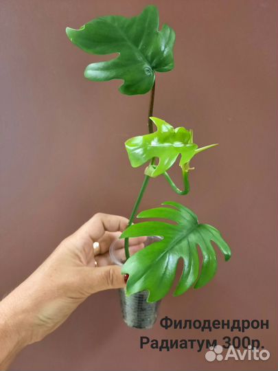 Филодендроны, каладиум, эпифиллум