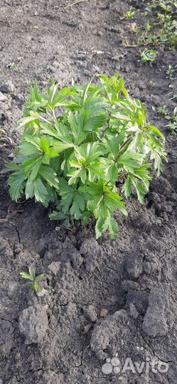 Цветы многолетники