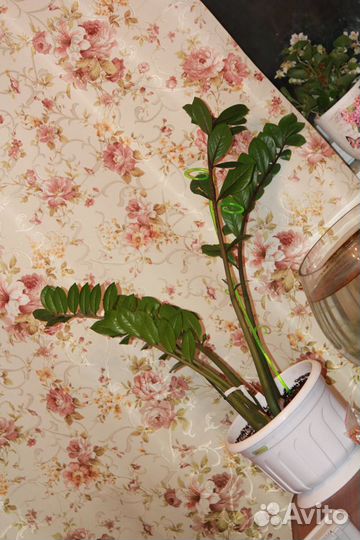 Продам цветок