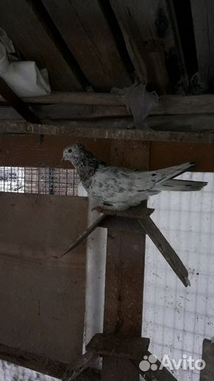 Бойные голуби