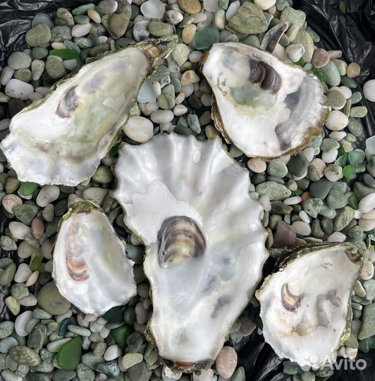 Камни, камешки и раковины устриц с Черного моря