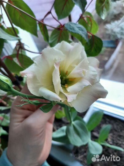 Эустома рассада